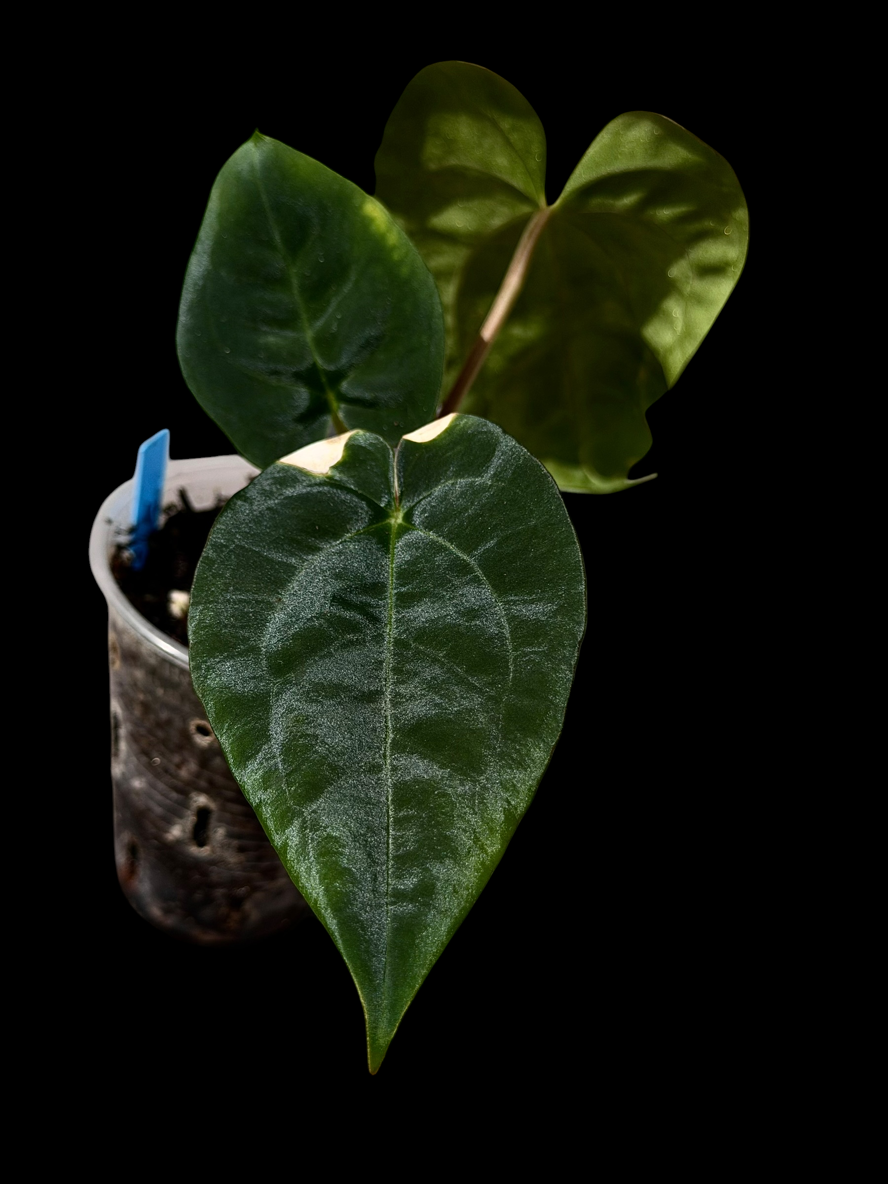 Anthurium carla pap X pap Dadbod - Image 3
