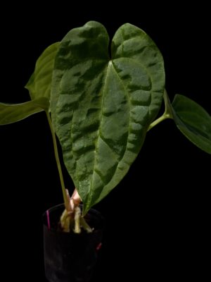 Anthurium magnificum x debile x RA bvep