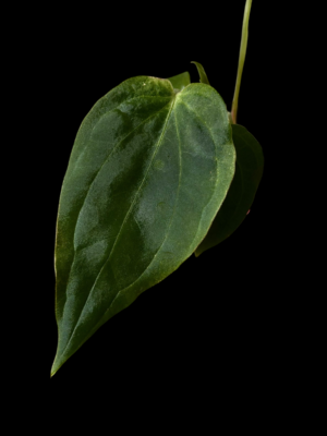 Anthurium magnificum x debile x RA bvep
