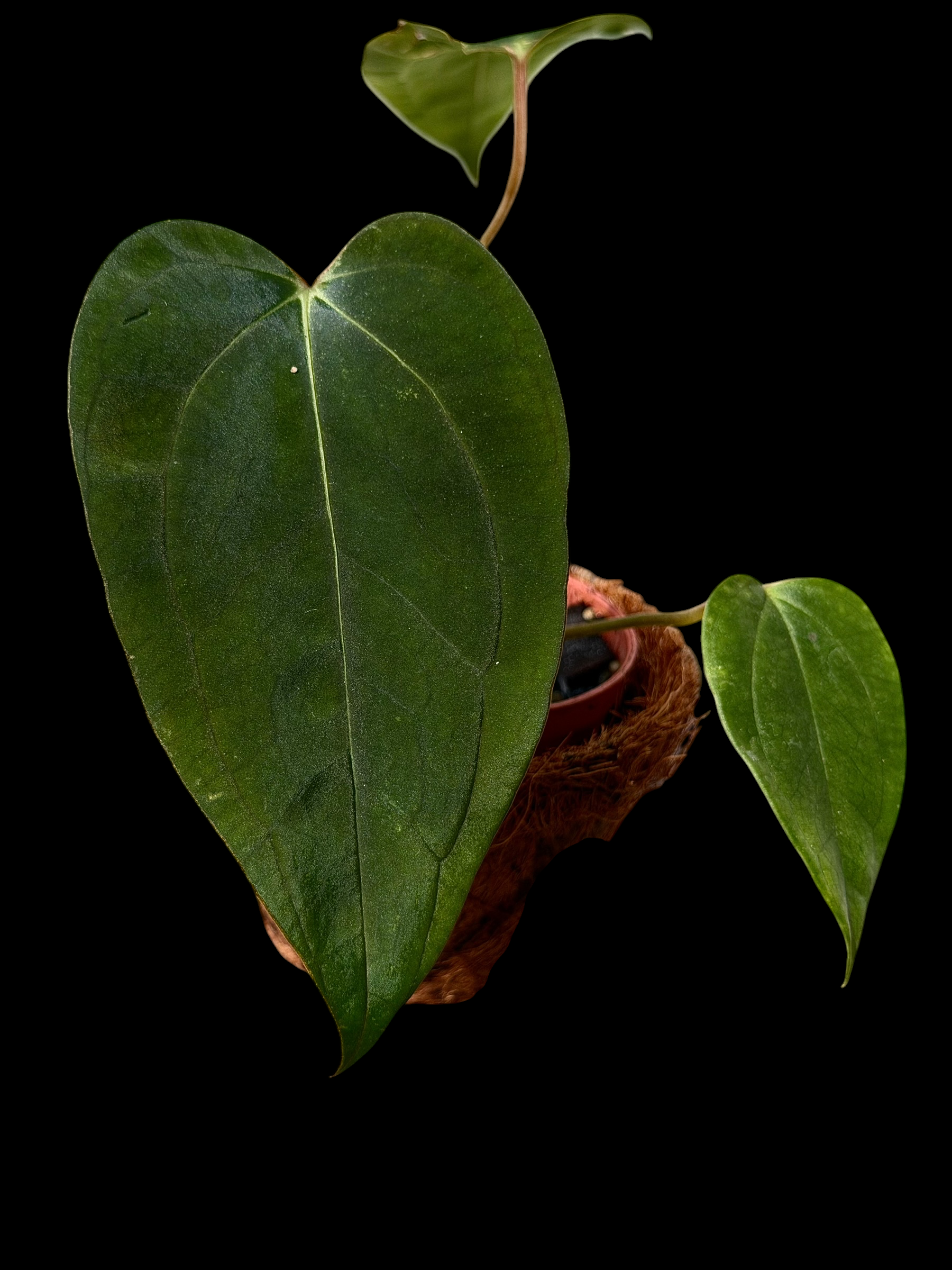 Anthurium Subsignatum x Carlablackaie RA8 - Image 2