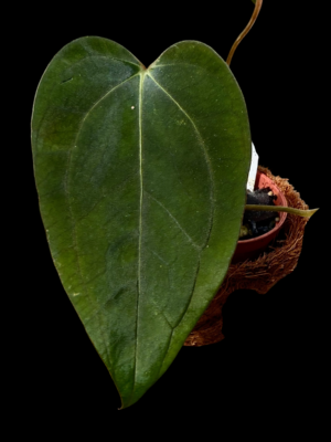 Anthurium Subsignatum x Carlablackaie RA8