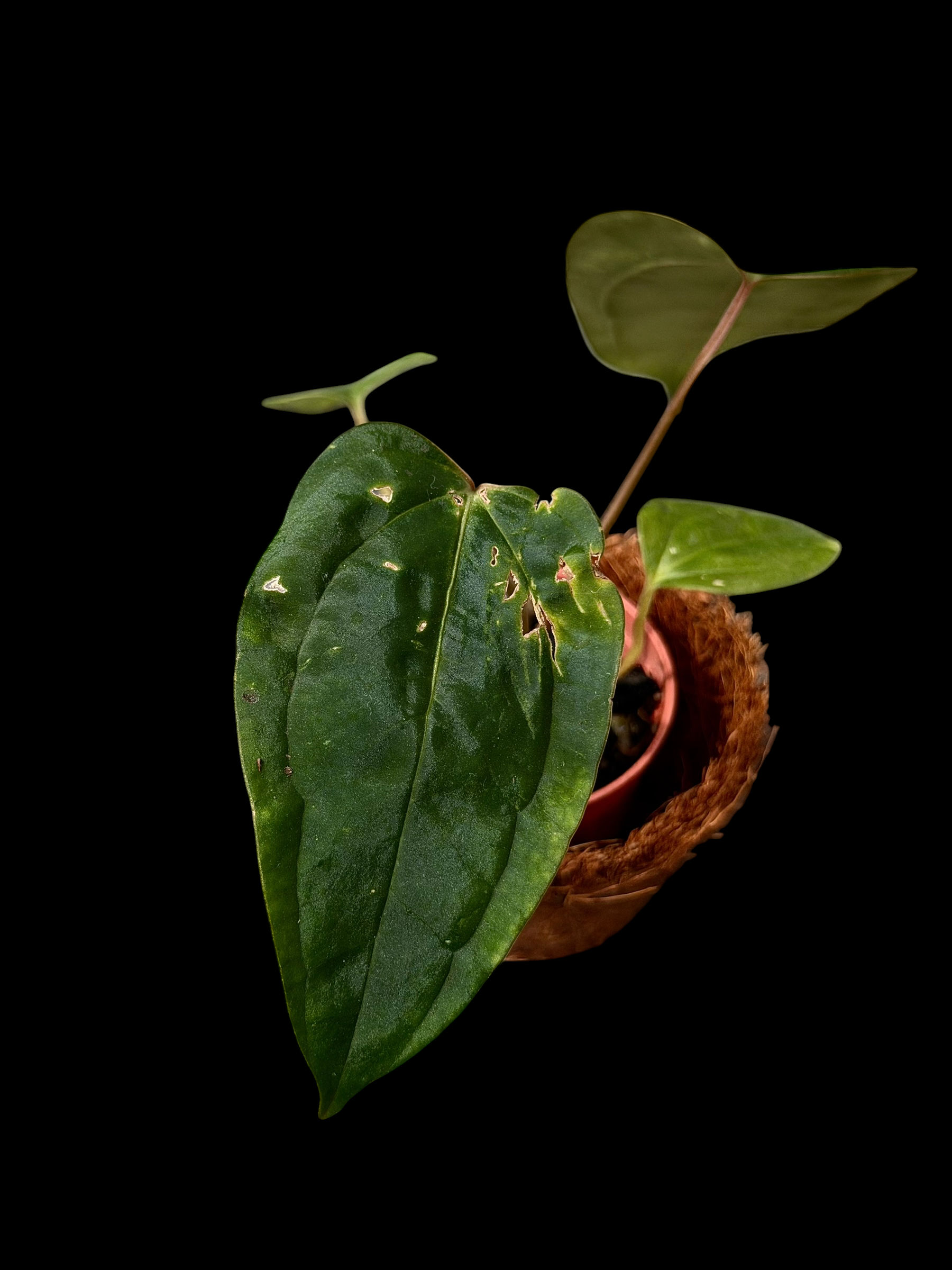 Anthurium Subsignatum x Carlablackaie RA8 - Image 3