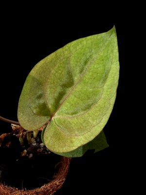 Anthurium random hybrid