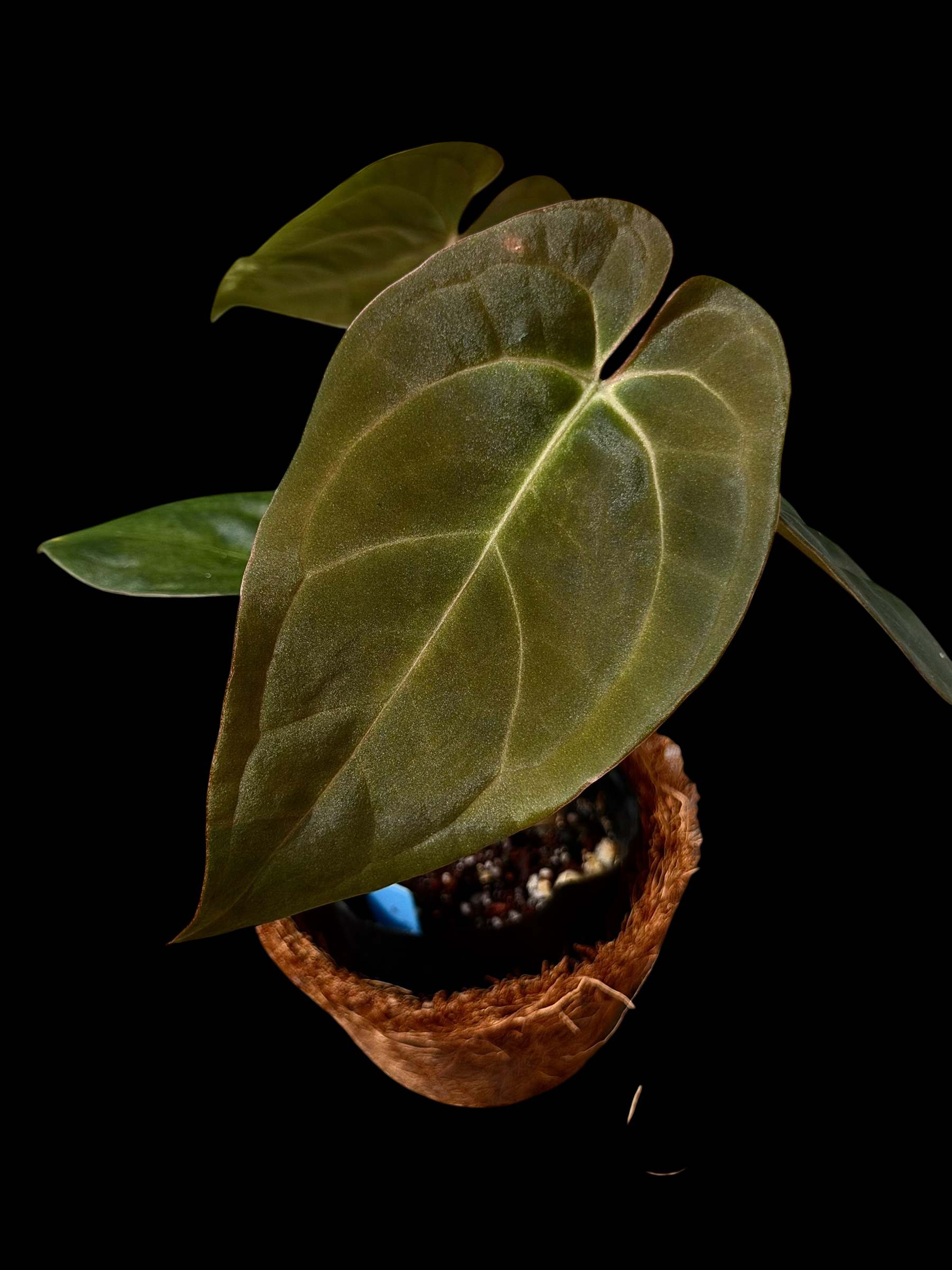 Anthurium BVV X AOS X RA10 - Image 3