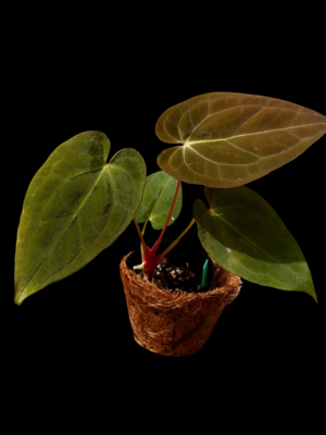 Anthurium BVV X AOS X Papi RA10