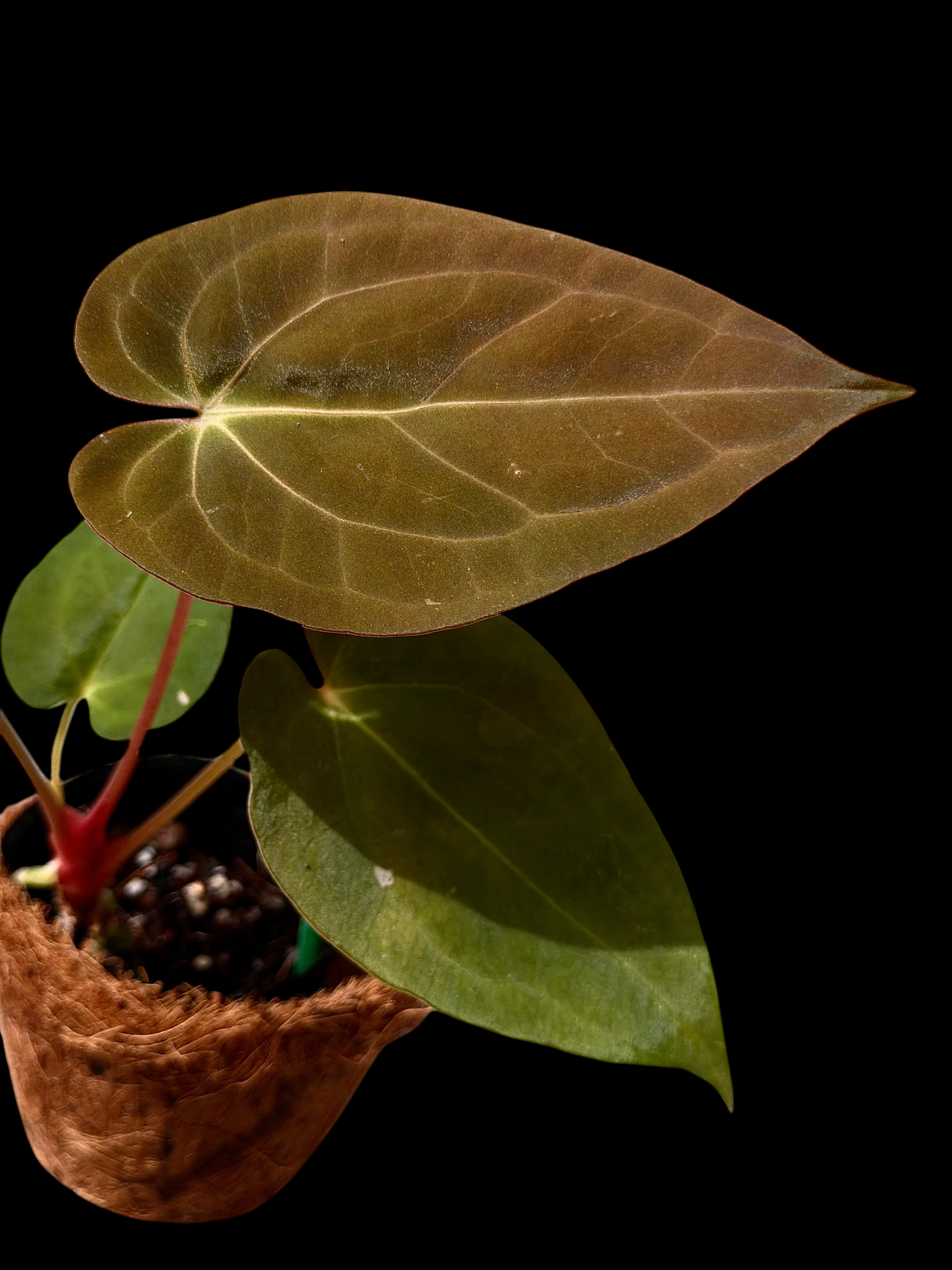 Anthurium BVV X AOS X Papi RA10 - Image 3