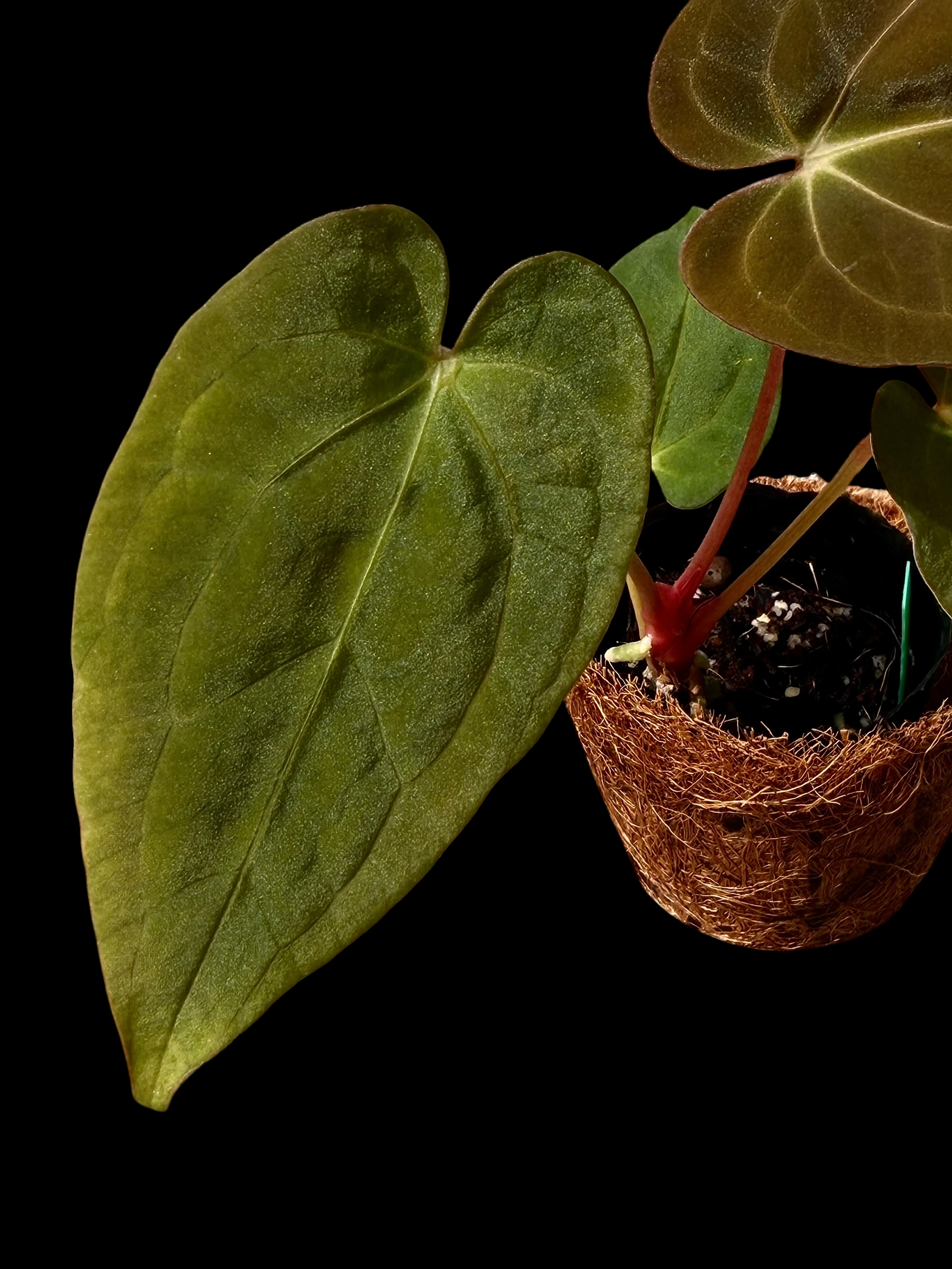 Anthurium BVV X AOS X Papi RA10 - Image 2