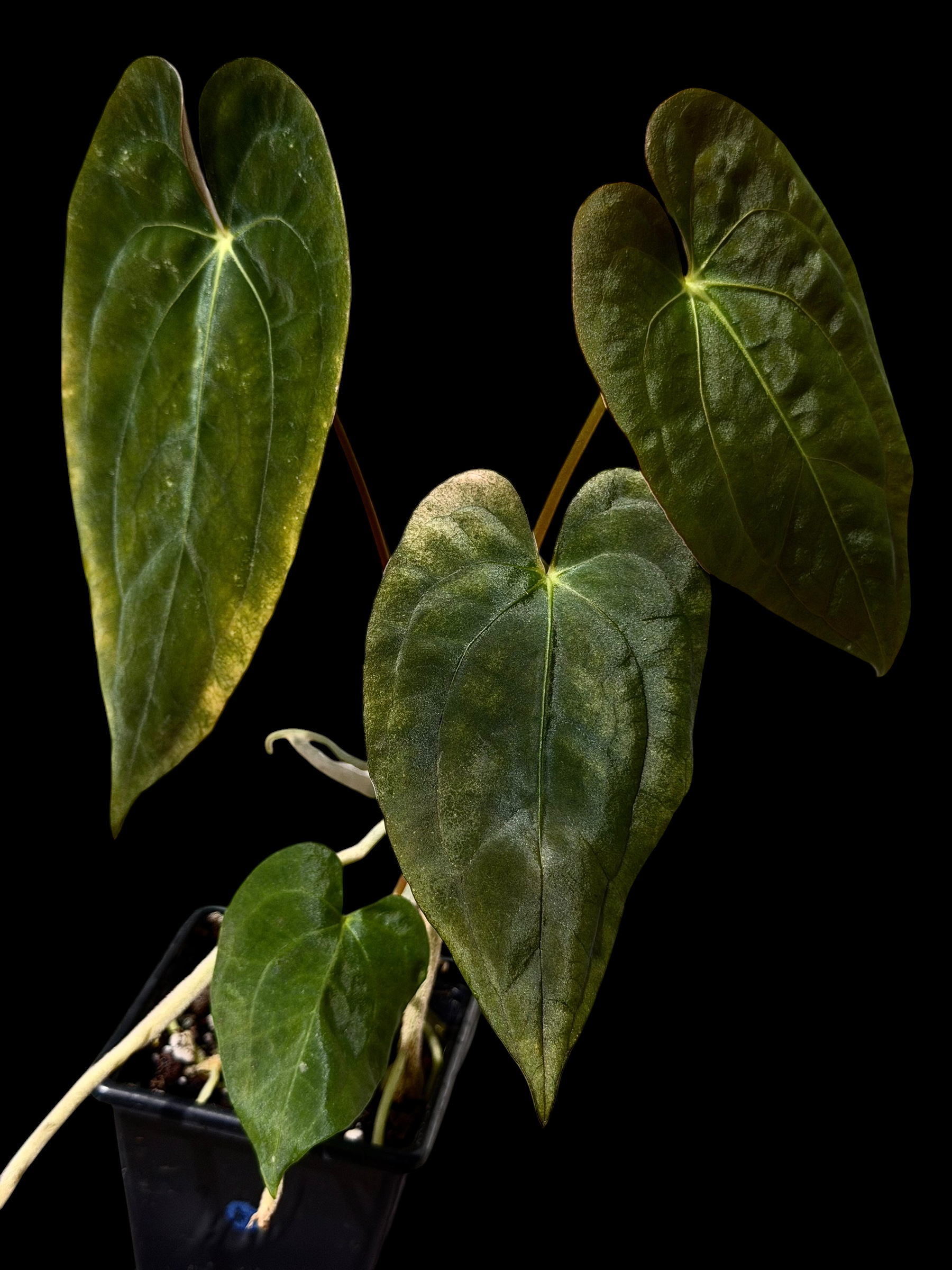 Anthurium gatorskin x swampy bunny x pap shrek x RA5 - Image 4