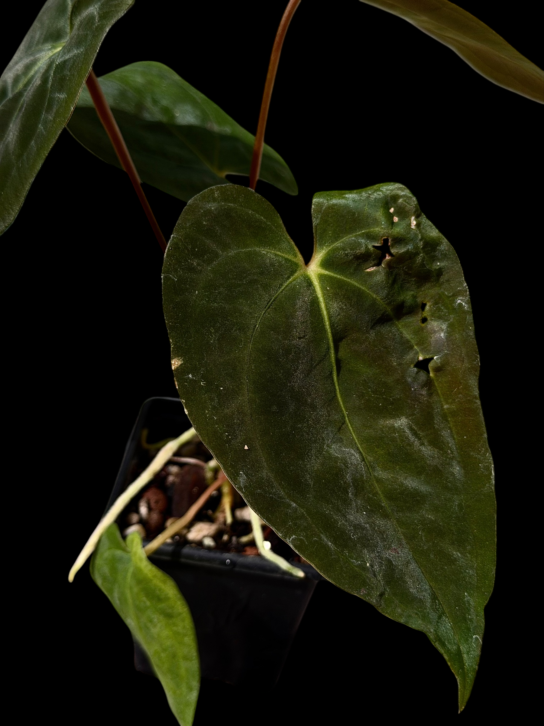Anthurium gatorskin x swampy x pap shrek x RA5 - Image 3
