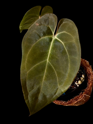 Anthurium BVV X AOS X RA10