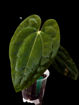 Anthurium gatorbod x dressleri x pap RA2