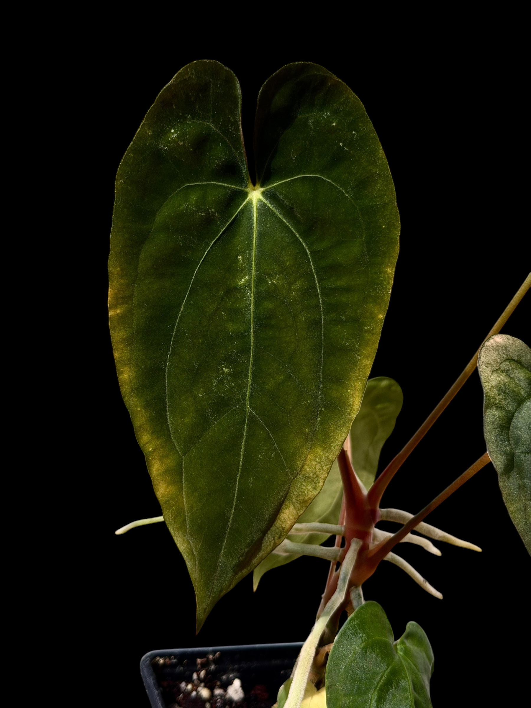 Anthurium gatorskin x swampy bunny x pap shrek x RA5 - Image 3