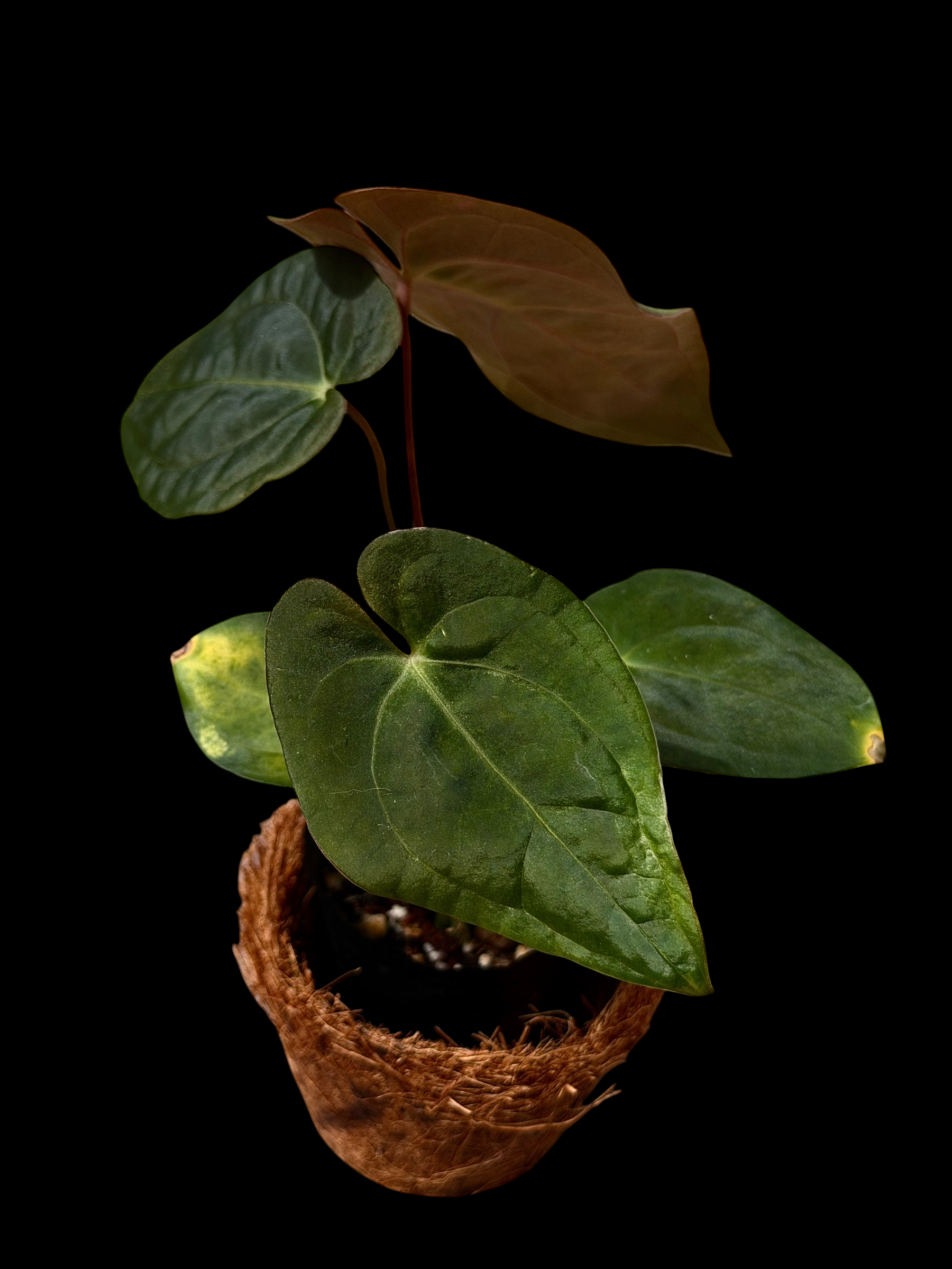 Anthurium BVV X AOS X RA10 - Image 2