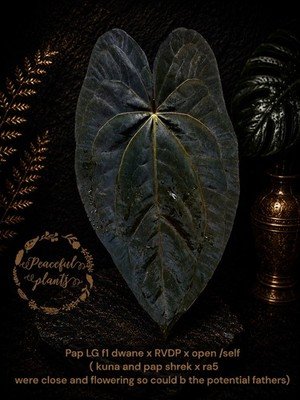 Collector Rare Anthurium fresh seed bundle of3 - Image 2