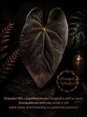 Collector Rare Anthurium fresh seed bundle of3 - Image 3