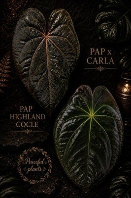Anthurium carlablackiae pap Scott × papillilaminum highland cocle Seedling