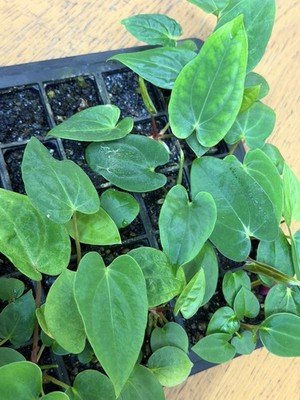 Anthurium carlablackiae pap Scott × papillilaminum highland cocle Seedling - Image 2