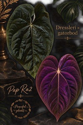 Anthurium Dressleri RG xgatorbod × papillilaminum RA2