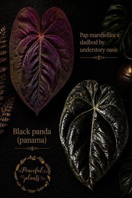 Anthurium marshellini x dadbod × black panda(panama)