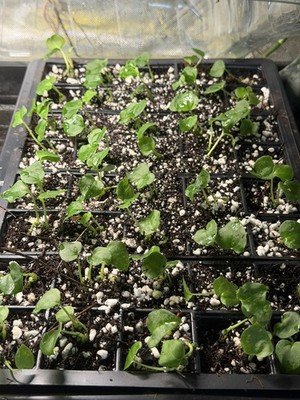 Anthurium marshellini x dadbod × black panda(panama) - Image 2