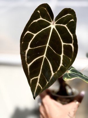 Anthurium carlablackaie OG.OG  collector special Seedling