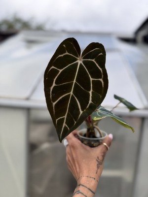 Anthurium carlablackaie OG.OG collector special Seedling - Image 2