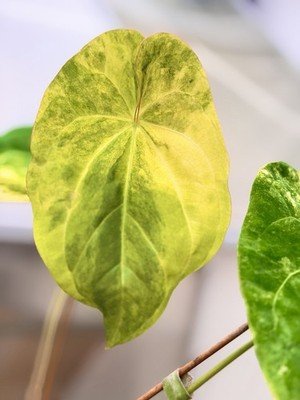 Anthurium papillilaminum Variegated Self rare cataphyll size collector plant