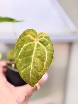 rare Anthurium papillilaminum Variegated × crystallinum × michelle zara plant
