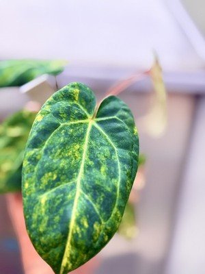 rare Anthurium papillilaminum Variegated × crystallinum × michelle zara plant - Image 2