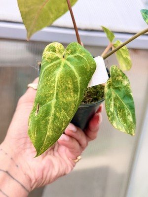 rare Anthurium papillilaminum Variegated × crystallinum × michelle zara plant - Image 3