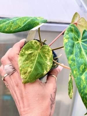 rare Anthurium papillilaminum Variegated × crystallinum × michelle zara plant - Image 4