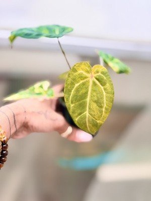 rare Anthurium papillilaminum Variegated × crystallinum × michelle zara plant - Image 5