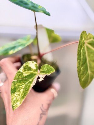 rare Anthurium papillilaminum Variegated × crystallinum × michelle zara plant - Image 6