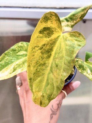 Rara Anthurium papillilaminum Variegated ×papillilaminum Ralph lynam exact plant