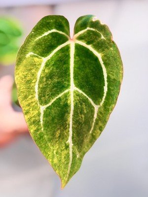 rare Anthurium papillilaminum Variegated × michelle exact plant
