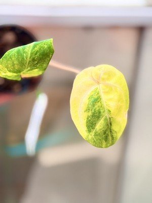 Anthurium papillilaminum Variegated × hoffmanii × magnificum