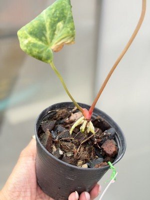 Anthurium papillilaminum Variegated × hoffmanii × magnificum - Image 2