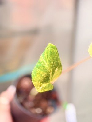 Anthurium papillilaminum Variegated × hoffmanii × magnificum - Image 3