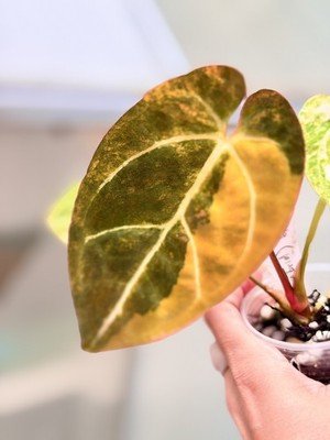 Rare Anthurium papillilaminum Variegated hybrid exact plant