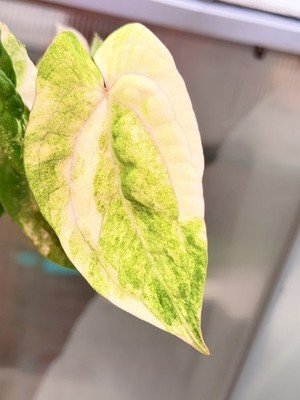Rare Anthurium papillilaminum Variegated × rvdp collector plant