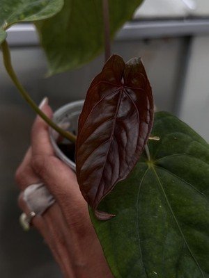 rare Anthurium Kunayalense × BVEP by JJ collector plant