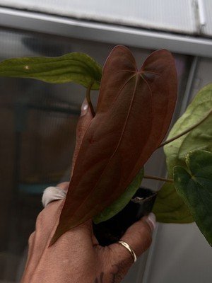 rare Anthurium Ralph lynam dwane s1 × dressleri RG extra long collector seedling
