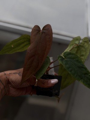 rare Anthurium Ralph lynam dwane s1 × dressleri RG extra long collector seedling - Image 2