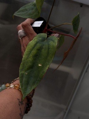 rare Anthurium Ralph lynam dwane s1 × dressleri RG extra long collector seedling - Image 3
