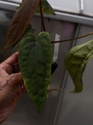 rare Anthurium Ralph lynam dwane s1 × dressleri RG extra long collector seedling - Image 4