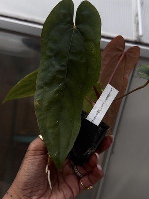 rare Anthurium Ralph lynam dwane s1 × dressleri RG extra long collector seedling - Image 5