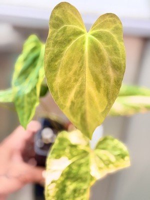 Anthurium papillilaminum Variegated × crystal marble × rvdp