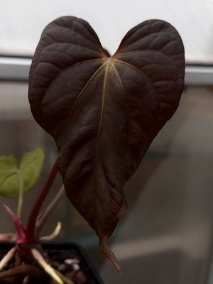 Anthurium Dressleri NSE × fsrl × BVEP Felix Seedling