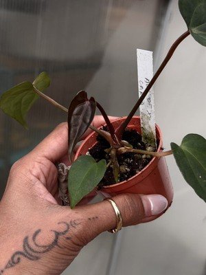 Anthurium AOS df Tezula × Carlablackaie 5x10 Seed