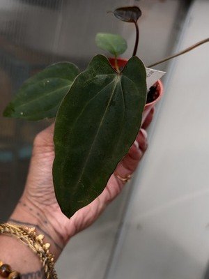 Anthurium AOS df Tezula × Carlablackaie 5x10 Seed - Image 2
